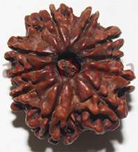 9 mukhi 27934 23mm